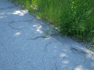 Heading back, snake crossing the trail, best stay clear of them, Kettle Valley Railway Oliver to Osoyoos Lake, 2011-06.